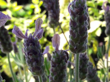 Rückblick Kräutersegnung