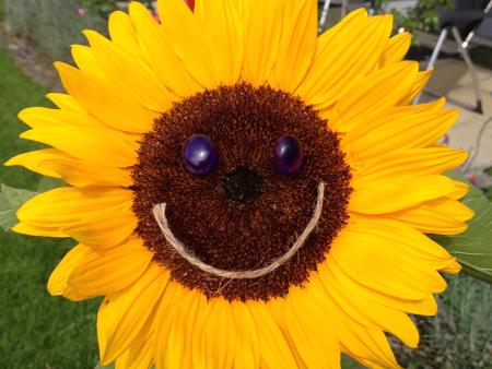 Sonnenblumen der Primarschüler